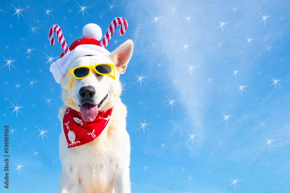 happy christmas dog happy christmas dog