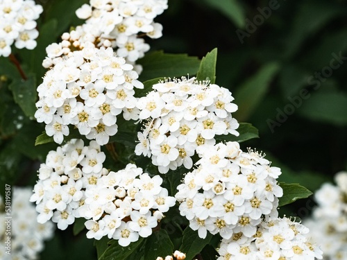 Close up of Snowmound Spirea flowers photo