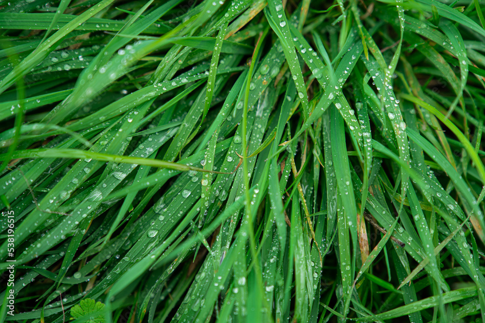 grass with dew drops grass with dew drops