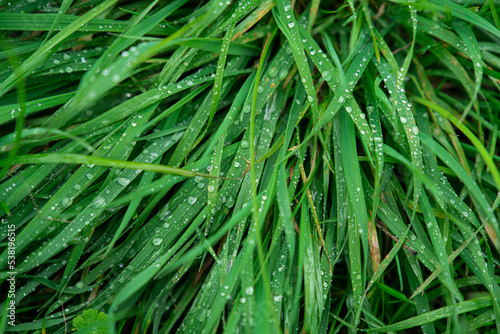 grass with dew drops