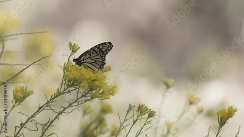 A monarch butterfly spends several seconds feeding from each individual flower in a cluster of rabbitbrush flowers in soft open shade. Audio included photo