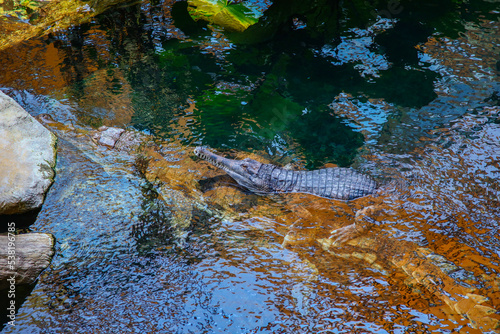 small crocodile lies on a large crocodile submerged in water
