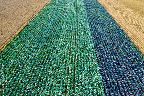 Fototapeta Naklejka Na Ścianę i Meble -  Kolorowe pola uprawne widziane z góry, rolniczy krajobraz polskiej wsi. 