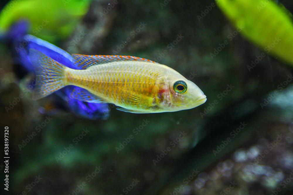 Albus Lethrinops, beautiful fish in the aquarium Albus Lethrinops, beautiful fish in the aquarium