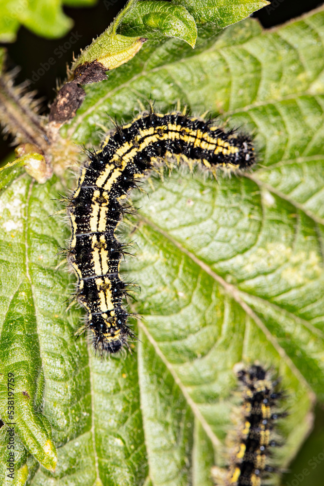 black and yellow caterpillar sits on a green leaf, close up black and yellow caterpillar sits on a green leaf, close up