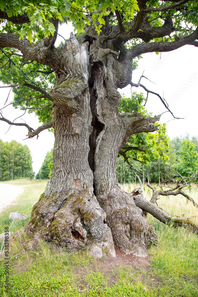 Oak DUNIN, winner of EUROPEAN TREE OF THE YEAR 2021, Oak monument in the Bialowieza National Park, Poland, Podlaskie Voivodeship, Przybudki village, close up Oak DUNIN, winner of EUROPEAN TREE OF THE YEAR 2021, Oak monument in the Bialowieza National Park, Poland, Podlaskie Voivodeship, Przybudki village, close up