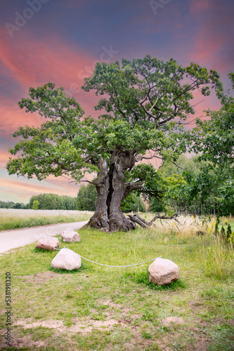 Oak DUNIN, winner of EUROPEAN TREE OF THE YEAR 2021, Oak monument in the Bialowieza National Park, Poland, Podlaskie Voivodeship, Przybudki village