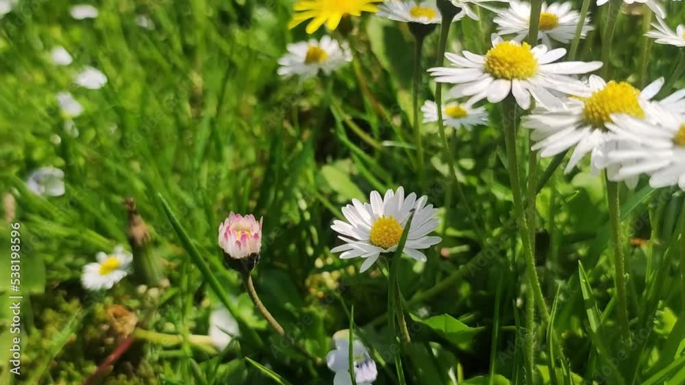 Close-up of a daisy flower. Chamomile Field Close Up View of a daisy flowers. Close-up of a daisy flower. Chamomile Field Close Up View of a daisy flowers.