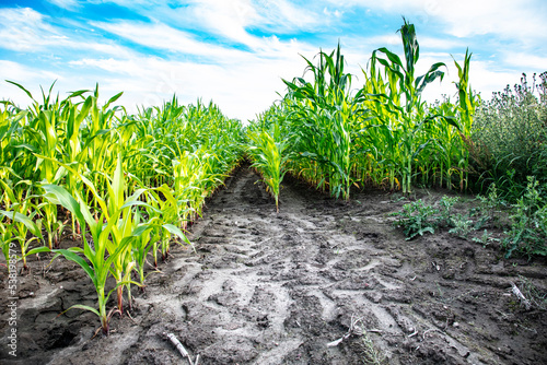 corn is grown in the field, without the use of GMOs