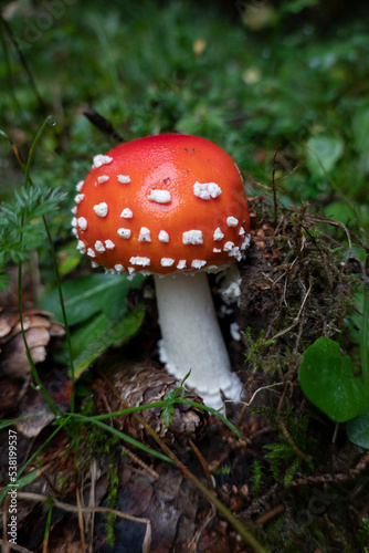 Junger Fliegenpilz . Young Fly Agaric . Amanita Muscaria . juvenile