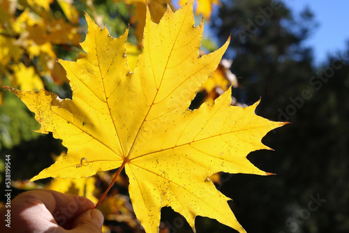 Autumn yellow maple leaf in the hand