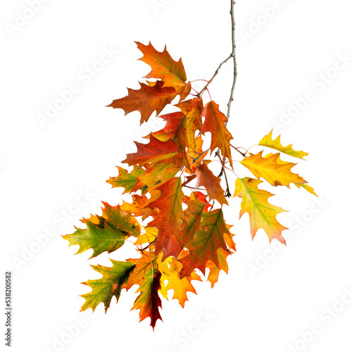 Autumn tree branch Photo Overlays, Autumn Foliage leaves Photoshop Overlay, digital photo prop, realistic fall leaves, transparent png