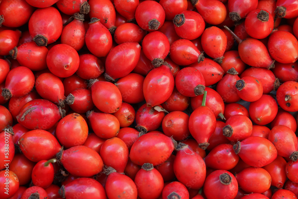 Rose hips gathered in a heap Rose hips gathered in a heap