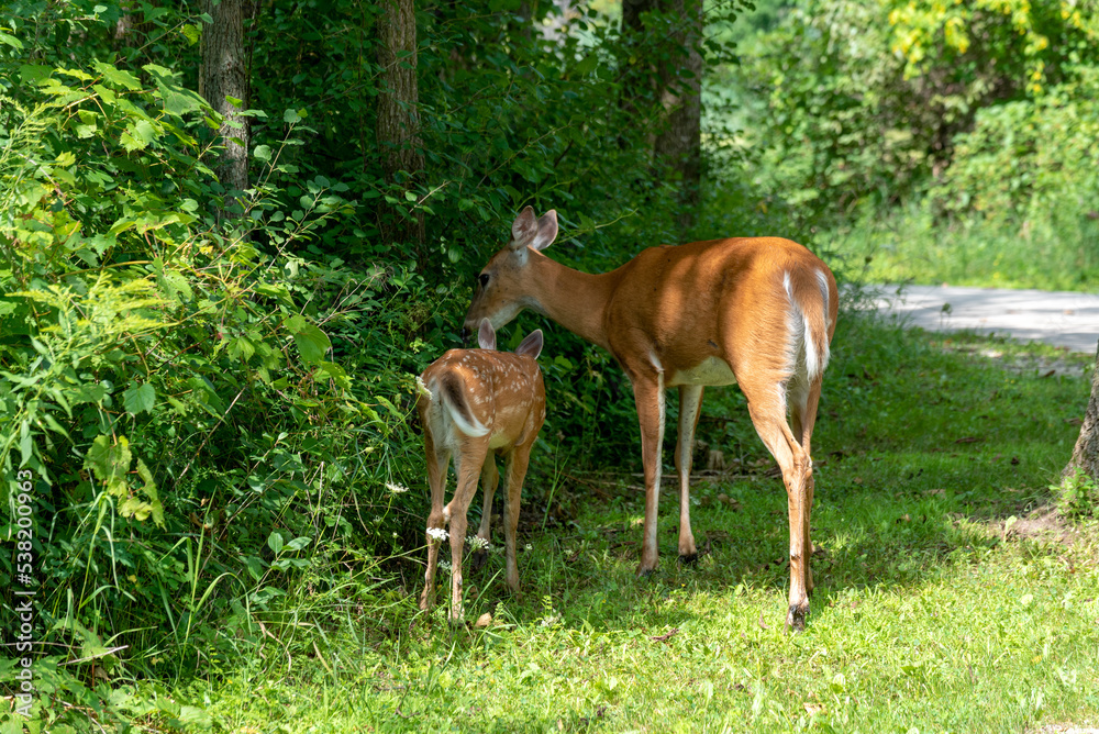 A Mother Deer And Fawn Eat Summer Leaves Along The Trail