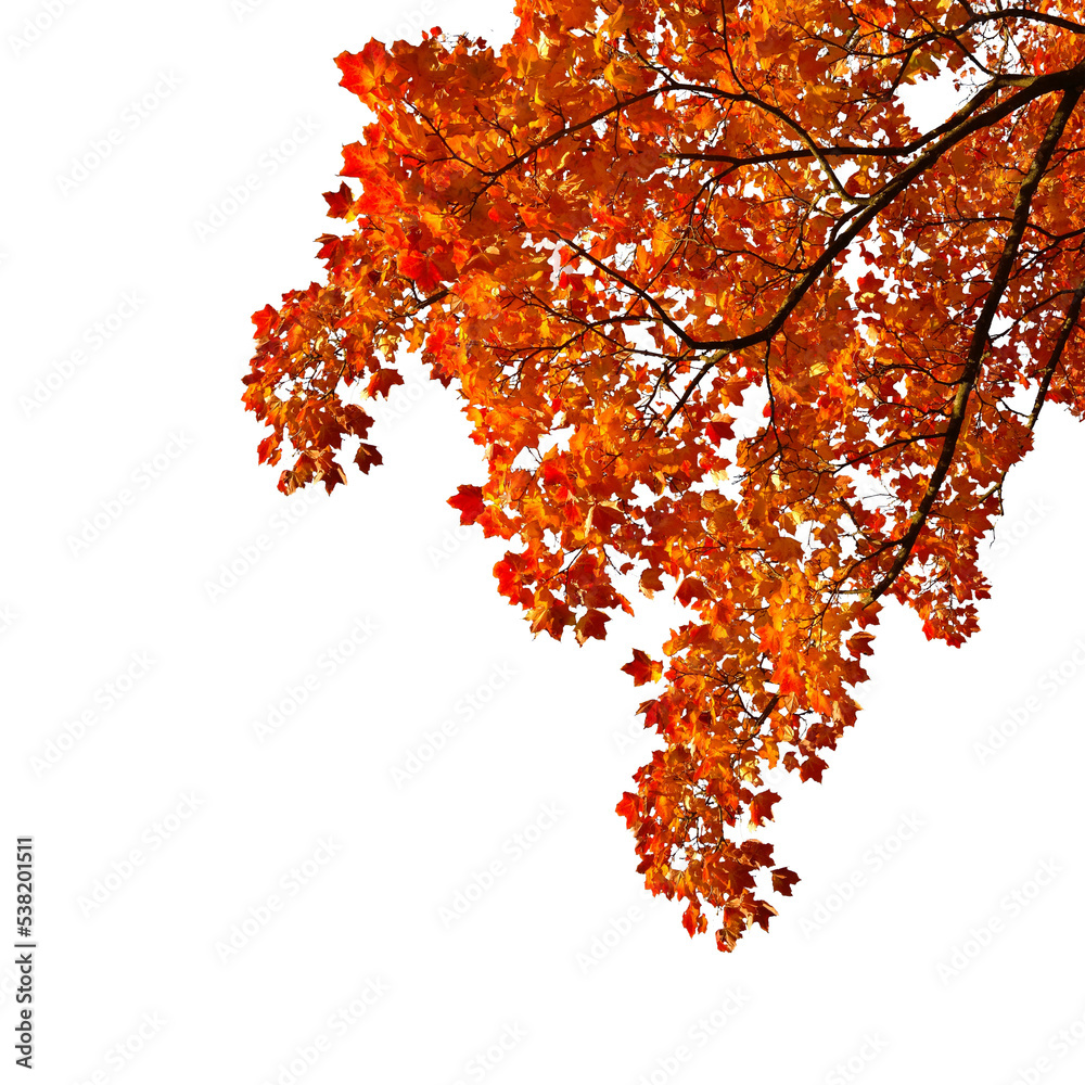 Autumn Tree Branch Photo Overlays Autumn Foliage Leaves Photoshop