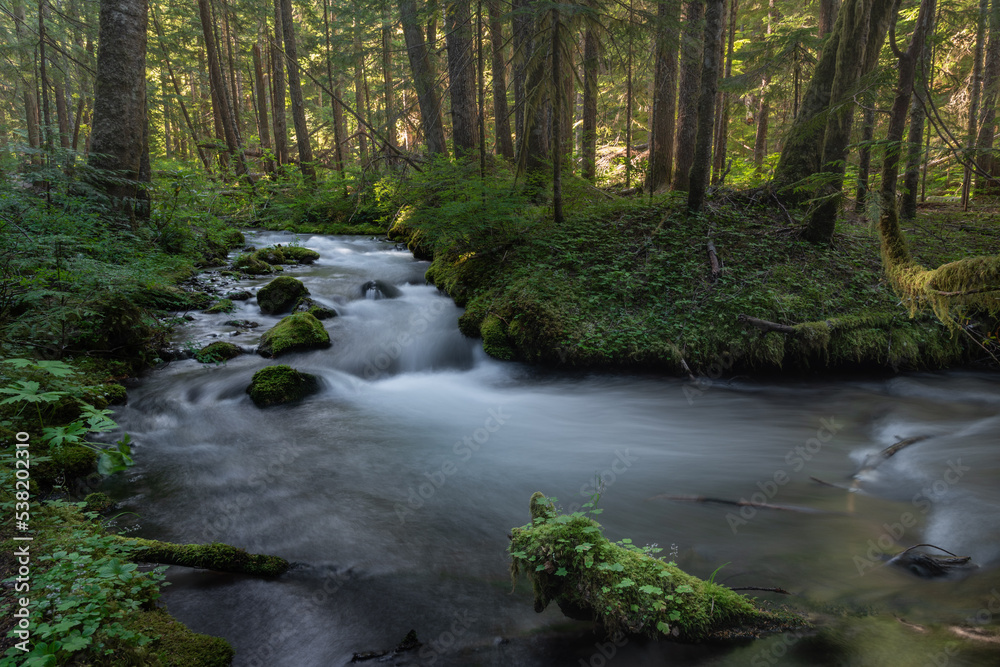 Stream flowing through lush enchanted forest landscape setting in the beautiful Mt. Hood National Forest, Oregon, Pacific Northwest United States Stream flowing through lush enchanted forest landscape setting in the beautiful Mt. Hood National Forest, Oregon, Pacific Northwest United States