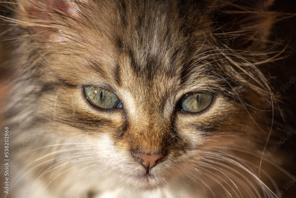 Portrait of a young kitten. Our beloved pets.