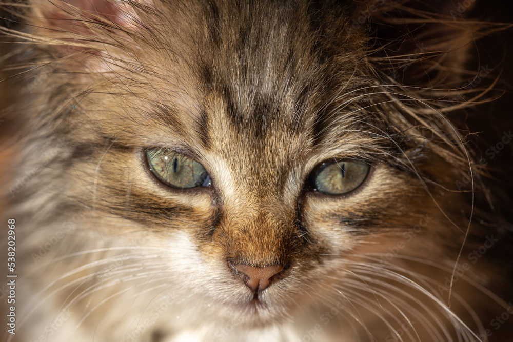 Portrait of a young kitten. Our beloved pets. Portrait of a young kitten. Our beloved pets.