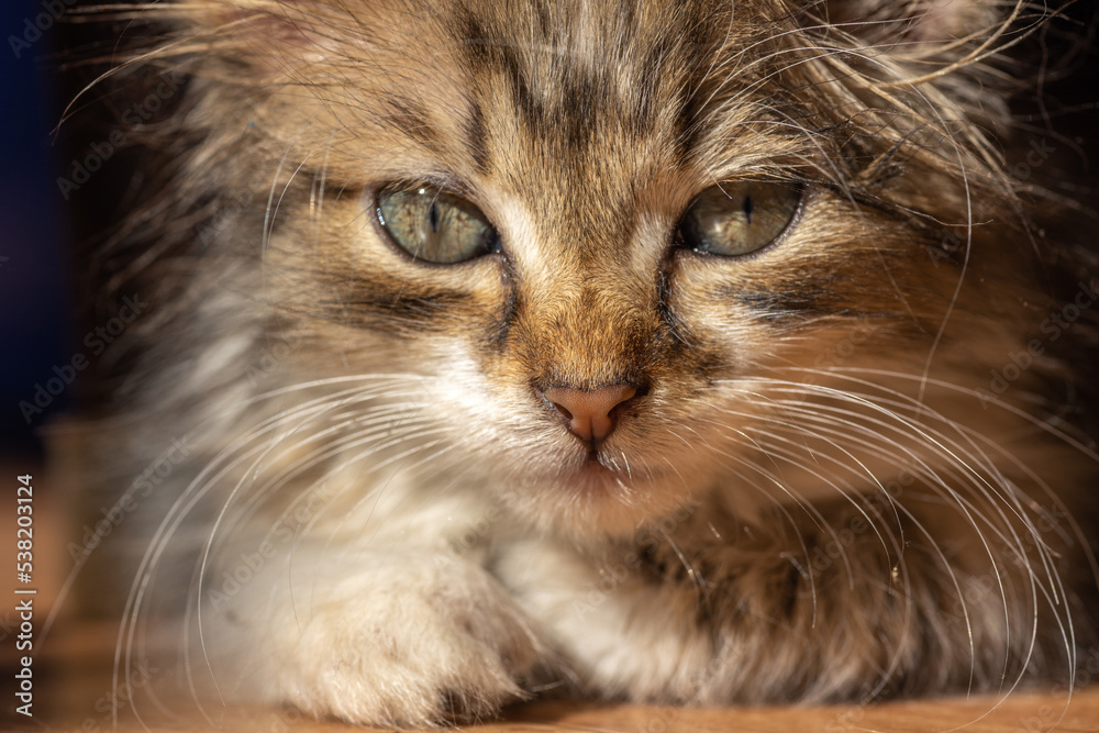 Portrait of a young kitten. Our beloved pets.