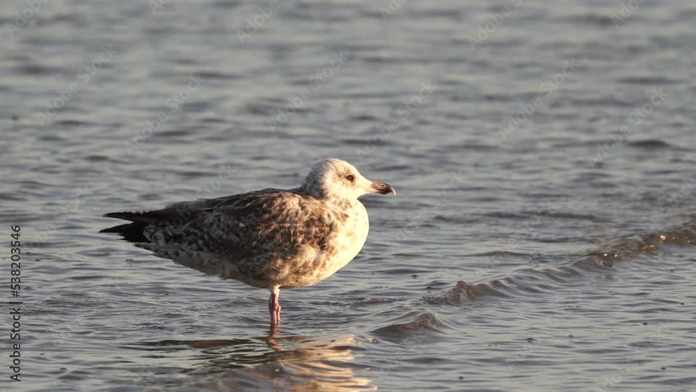 A juvenile European Herring Gull (Larus argentatus) standing in shallow water A juvenile European Herring Gull (Larus argentatus) standing in shallow water