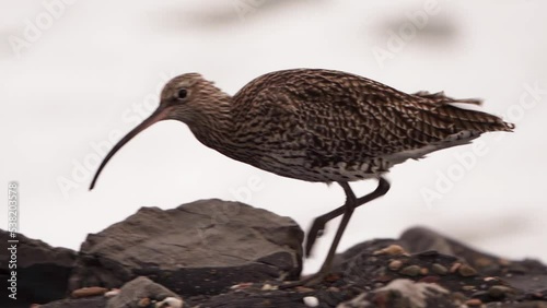 Eurasian curlew or common curlew (Numenius arquata) walking on the rocks - slow motion photo