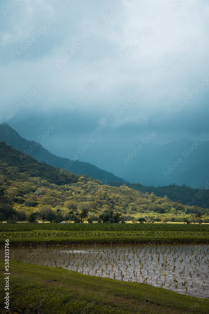 Hawaiian Taro Plantation Hawaiian Taro Plantation