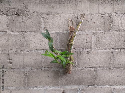 Orchid plant on the wall of house