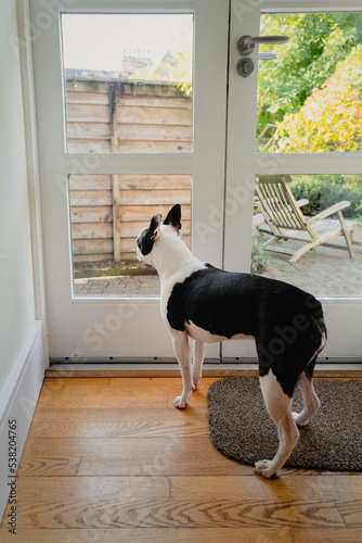 Foto Boston Terrier dog standing looking out of a patio door waiting to go outside or for someone to come home