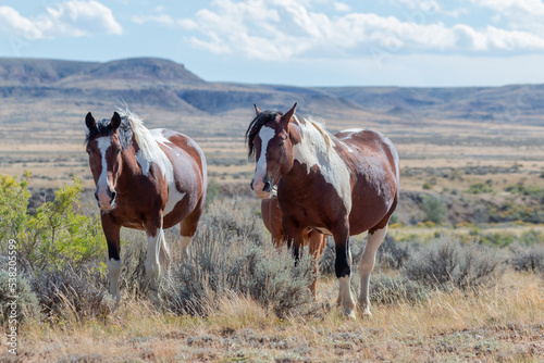 Wild Horses in Autumn in the Wyoming Desert