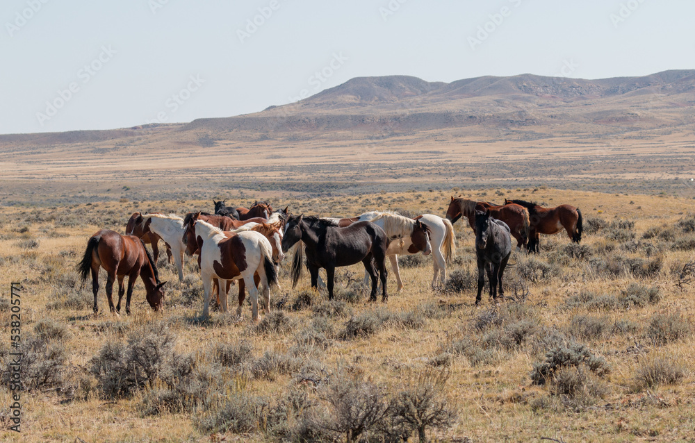 Wild Horses in Autumn in the Wyoming Desert