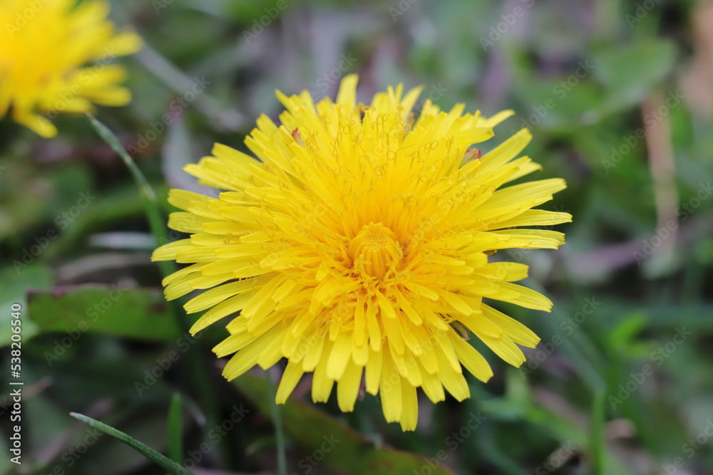 yellow dandelion flower in the grass yellow dandelion flower in the grass