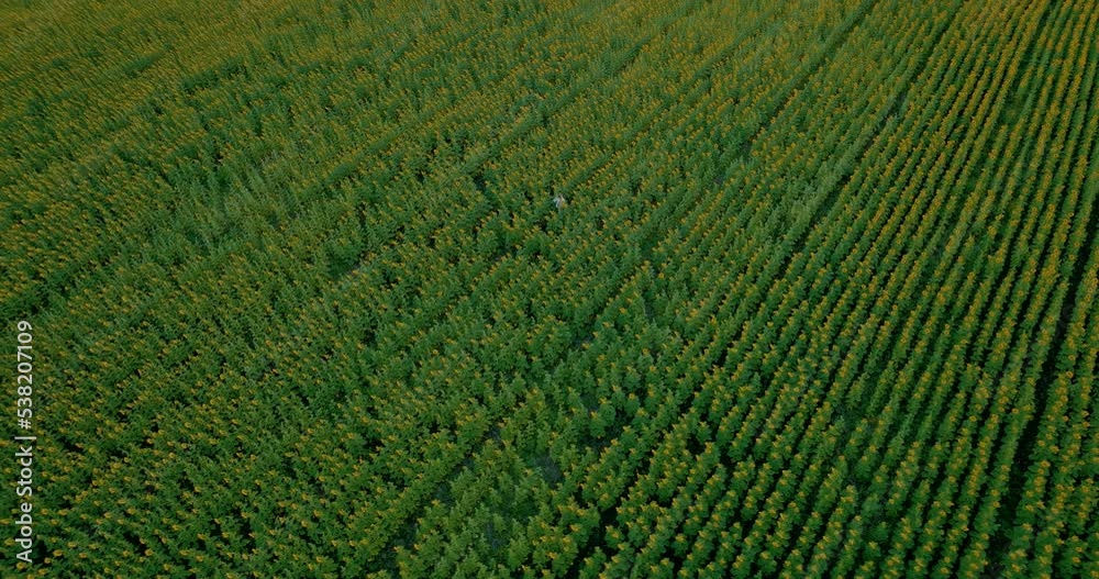 Drone flies over a lot of sunflowers. Blooming sunflower fields, flowers stand in rows. Woman walks through a field, a beautiful rural landscape. 4k, ProRes Drone flies over a lot of sunflowers. Blooming sunflower fields, flowers stand in rows. Woman walks through a field, a beautiful rural landscape. 4k, ProRes