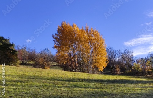 arbre au milieu du champs dans les Alpes de Haute Provence