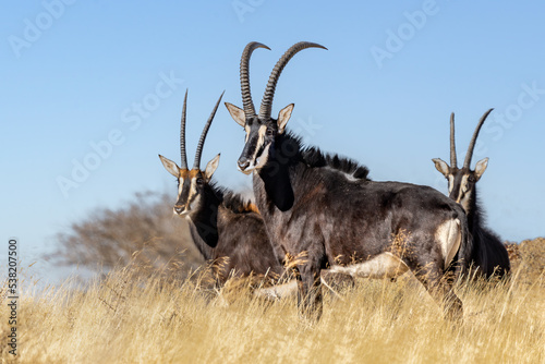 Sable antelope (Hippotragus niger), rare antelope with magnificent horns, South Africa photo