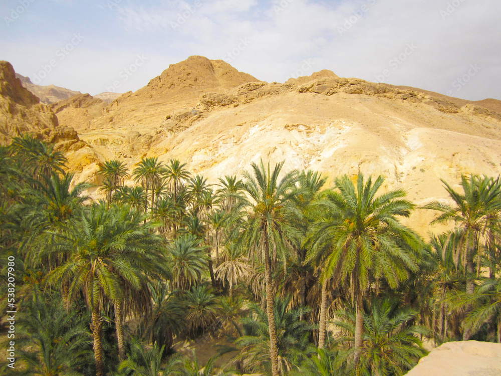 photo of green oasis in the sahara desert in tunisia