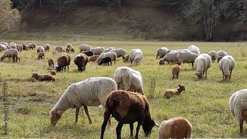 moutons paturage photo