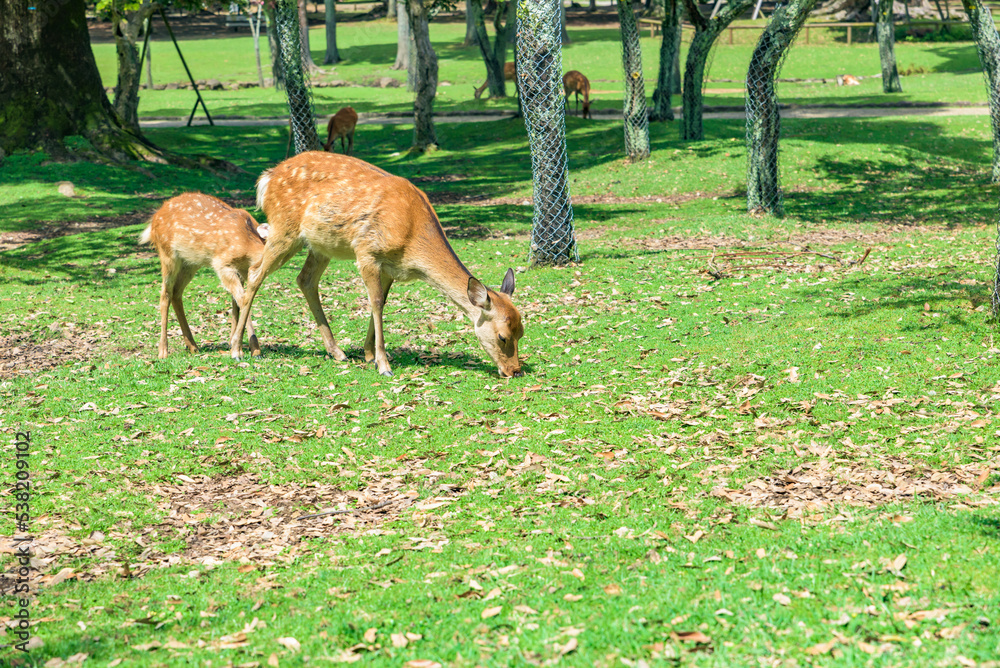 Nara no shika (Deer in Nara), National Natural Monument of Japan Nara no shika (Deer in Nara), National Natural Monument of Japan