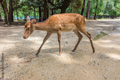 Nara no shika (Deer in Nara), National Natural Monument of Japan photo