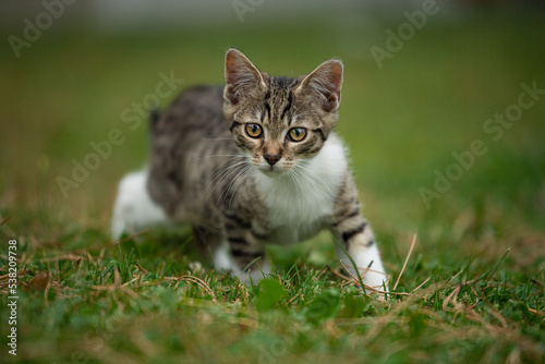Wallpaper Mural Cute tabby cat in a meadow Torontodigital.ca