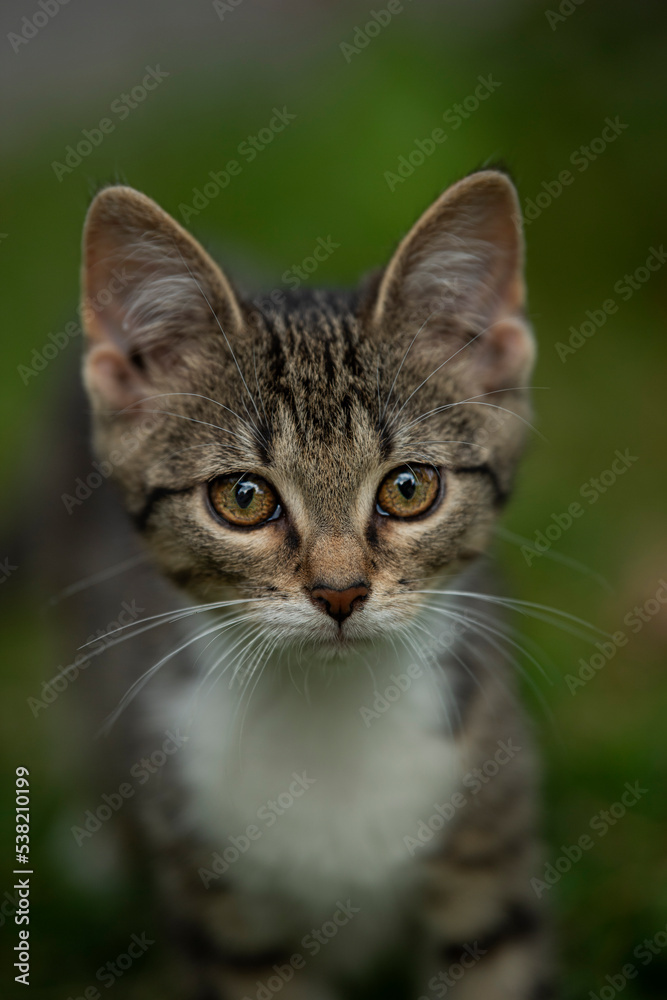 Cute tabby cat in a meadow