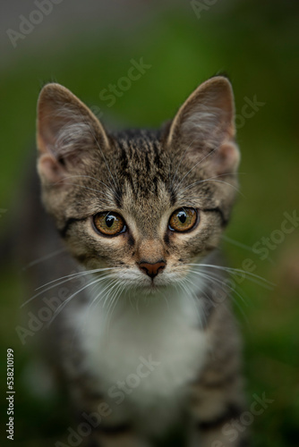 Cute tabby cat in a meadow