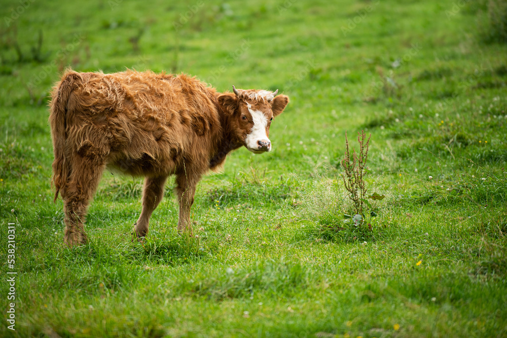 Young Scottish highland cattle on a pasture Young Scottish highland cattle on a pasture