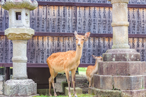 NARA, JAPAN - SEP 10, 2022: Nara no shika (Deer in Nara), National Natural Monument of Japan. photo