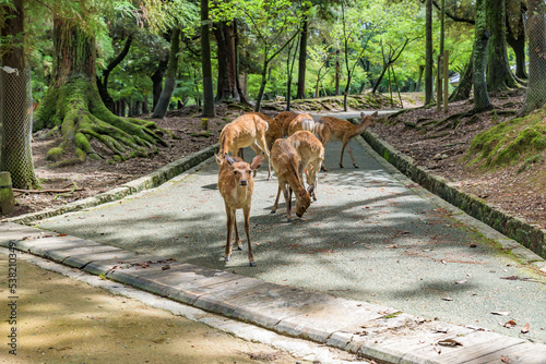 Nara no shika (Deer in Nara), National Natural Monument of Japan © Takashi Images