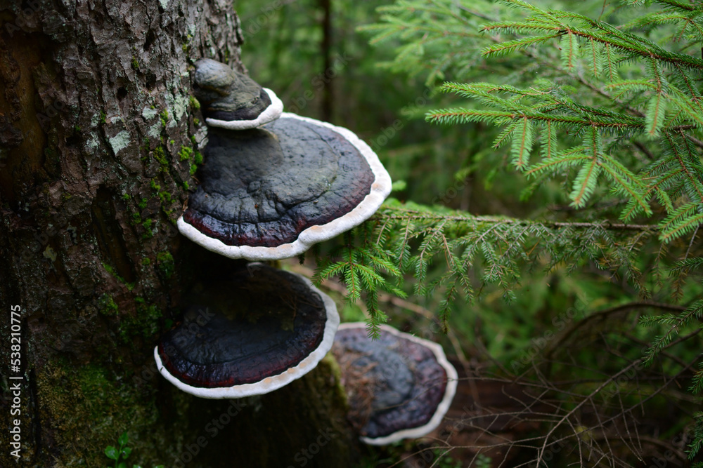 Fototapeta premium Mountain landscape with green moss