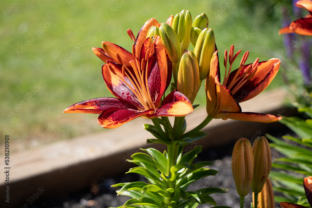 Close up orange and red lily in bloom