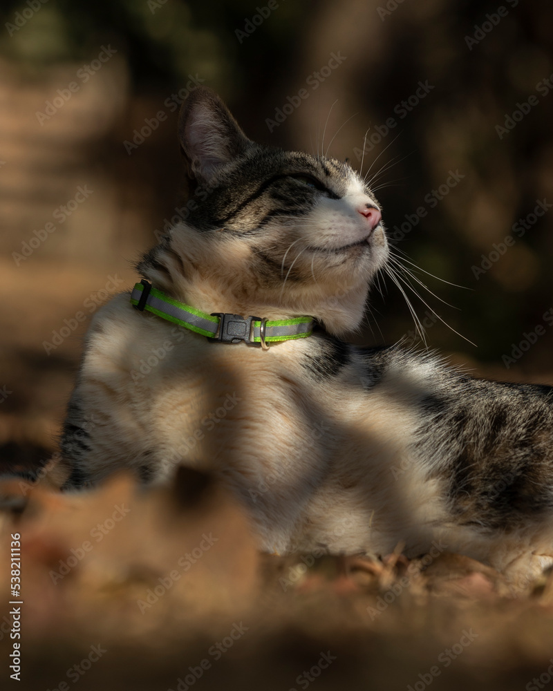 Fototapeta premium A male tabby cat lying on the grass in the house's garden. Sunbath. Animal world. Pet lover. Cat lover. American Wirehair.