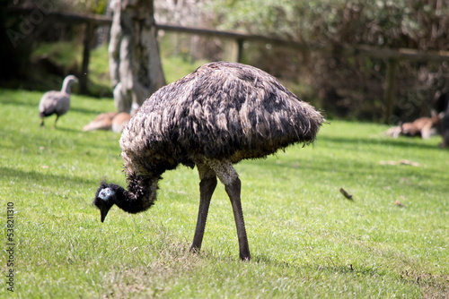 the emu has brown eyes a black beak and black neck feathers and long feathers draping its body brown and black