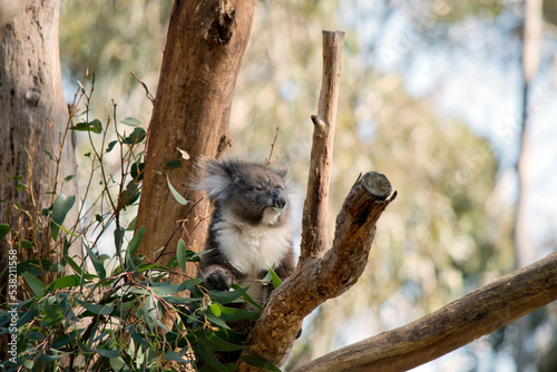 Photography the koala is in a tree eating a leaf