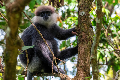 Photography Purple-faced langur or Semnopithecus vetulus in the jungle